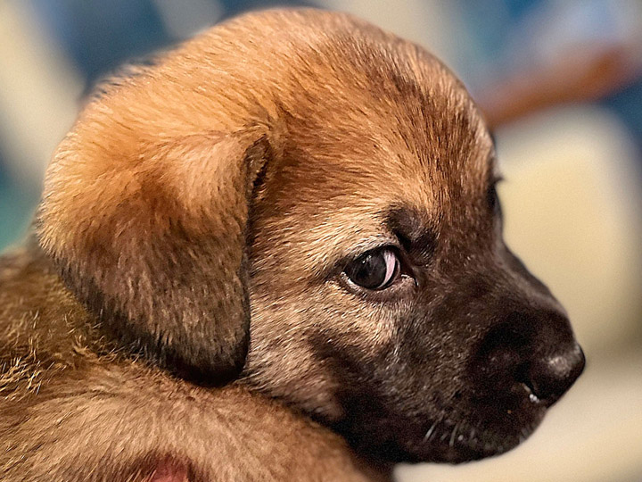 chinook puppy